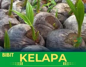 Sentra Bibit Kelapa, Bibit Kelapa Genjah Enttokkk