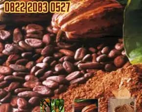 0822 2083 0527 (Tsel)  Sentra Bibit,    Bibit Coklat Di Medan, Bibit Pohon Coklat Pollarise