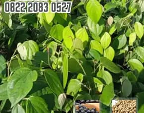 0822.2083.0527 (Tsel) Pusat Bibit,   Bibit Lada Perdu Di Bogor