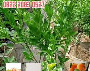 0822.2083.0527 (Tsel)  Hortikultura Buah  Bibit Jeruk Nipis Tanpa Biji