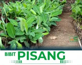 Benih Pisang Penang