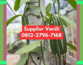0812,2796,7168 Pabrik Vanili Di Surabaya