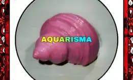 1 Pcs Cangkang Keong Medium Mata Lembu Turbo Tumidulus Pink Grade A+