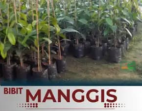 Sentra Bibit Manggis , Bibit Manggis Madu Genjah, Bibit Manggis Madu Genjah