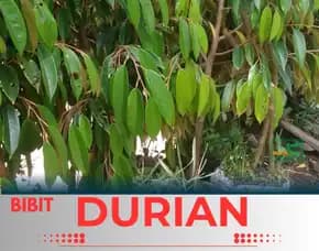 Sentra Pengadaan Bibit Durian Musang King Bandung