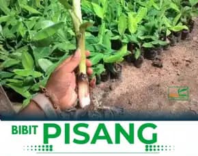 Jual Bibit Pisang Raja Surabaya