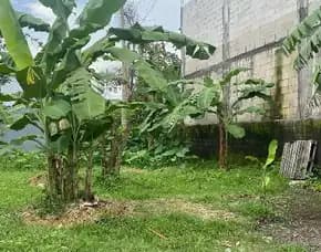 Dijual 2 Are, Jl. Durian Sari Perum Graha Mutiara Abianbase Mengwi Badung
