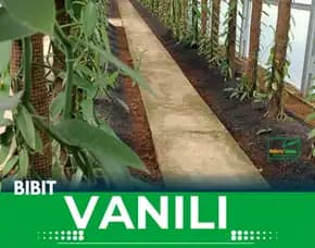 Sentral Bibit Vanili Jawa Timur
