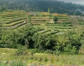 Dijual 2,794 Ha. Jl. Raya Denpasar Singaraja Baturiti Bedugul Batunya Tabanan