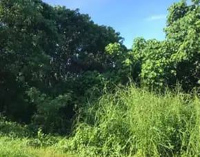 Dijual 56,15 Are, Jl. Cekomaria Peguyangan Kangin Denpasar