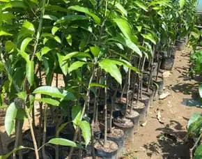 Hortikultura  Bibit Unggul  Mangga Alpukat