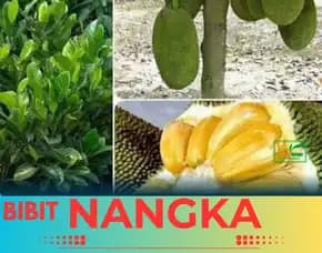 Sentra Bibit Pertanian, Bibit Nangka Di Pontianak