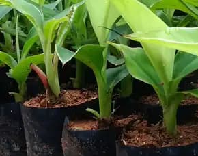 0851 8900 8260 (Tsel) Sentral  Harga Bibit Pisang Raja Seribu, Harga Bibit Pisang Raja Di Jogja, Harga Bibit Pisang Raja Bulu Kuning