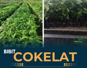 Sentra Bibit, Bibit Kakao Bersertifikat, Bibit Kakao Terbaik Pollarise