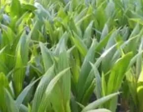 Epollarise  Bibit Kelapa Genjah Entok Kebumen