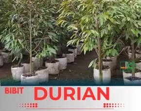 Sentra Pengadaan Bibit Durian Musang King Dalam Pot
