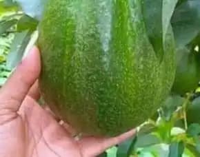 Hortikultura Buah   Bibit Alpukat Di Lampung