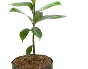 Sentra Bibit Manggis , Jual Bibit Manggis, Jual Bibit Manggis
