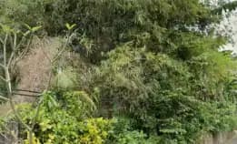 Dijual 7,1 Are, Jl. Taman Sari Jagapati Angantaka Abiansemal Badung