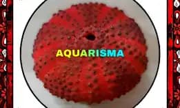 1 Pcs Cangkang Bulu Babi Big Merah Colobocentrotus Atratus Sea Urchins Grade A+
