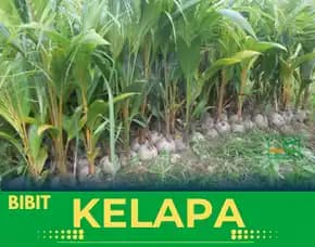 Sentra Bibit Kelapa, Bibit Kelapa Hibrida Tasikmalaya