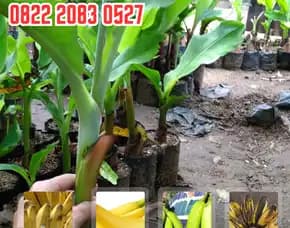 0822.2083.0527 (Tsel) Pengadaan  Bibit Pisang Kepok Unggul