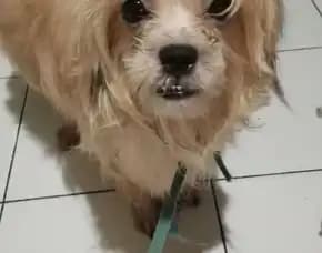 Dijual Anjing Shitsu Betina Umur 3tahun