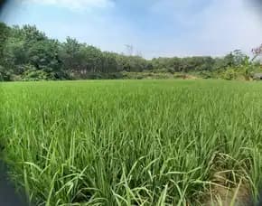 Jual Tanah Persawahan Di Jalan Sigerudug Kota Serang