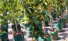 0822 2083 0527 (Tsel) Hortikultura Buah   Bibit Alpukat Wina Semarang
