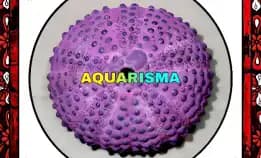 1 Pcs Cangkang Bulu Babi Big Pink Colobocentrotus Atratus Sea Urchins Grade A+