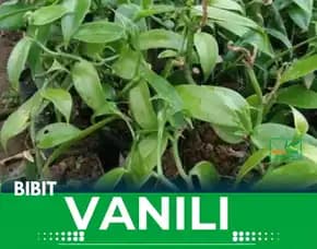 Sentral  Bibit Vanili Semarang