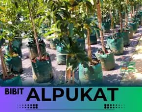 Hortikultura Buah   Bibit Alpukat Mentega Di Bandung
