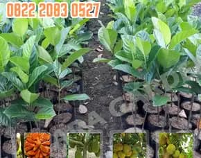 0822 2083 0527 ( Tsel ) Sentra Bibit Pertanian, Bibit Nangka Dulang