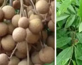 Bibit Pohon Kelengkeng Itoh
