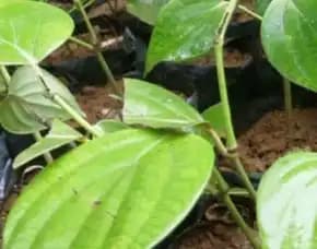 Pusat Bibit,  Bibit Lada Bagus