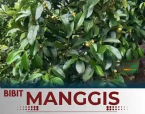 Sentral Bibit, Jual Bibit Manggis Di Medan, Jual Bibit Manggis Di Buleleng