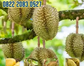 0822.2083.0527 (Tsel)  Hortikultura Buah  Bibit Durian Petruk Jogja