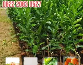0822.2083.0527 (Tsel)  Hortikultura Buah  Bibit Jeruk Nipis Jumbo Tanpa Biji