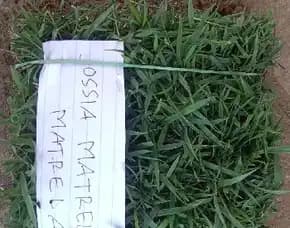 Harga Rumput Lapangan Sepak Bola Blora Permeter