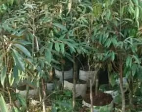 Hortikultura Buah Bibit Durian Musangking Tinggi 1 Meter