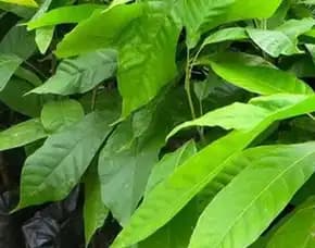 Sentra Bibit, Bibit Coklat Sambung Pucuk, Bibit Coklat S2 Pollarise