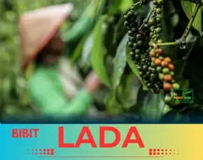 Pusat Bibit,  Pembekal Bibit Lada Hitam