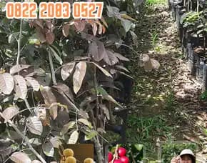 0822.2083.0527 (Tsel) Agrocenter Harga Bibit Kelengkeng Rubi