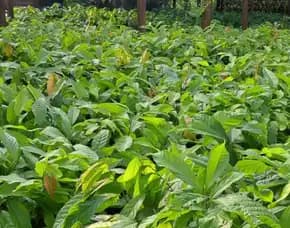 Sentra Bibit,   Bibit Coklat Di Medan, Bibit Pohon Coklat Pollarise