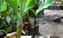 Wa 0822.2083.0527  Bibit Pisang Mas Kirana
