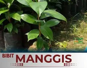 Sentral Bibit, Jual Bibit Pohon Manggis Di Malang, Jual Bibit Pohon Manggis Di Medan