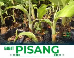 Jual Bibit Pisang Raja Di Jogja