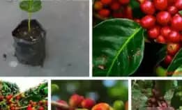 0822 2083 0527 ( Tsel ) Sentra Bibit Kopi, Bibit Kopi Arabika Jember