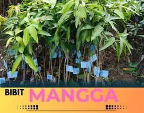 Hortikultura Harga Bibit Unggul  Mangga Ungu