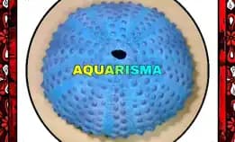 1 Pcs Cangkang Bulu Babi Blue Colobocentrotus Atratus Sea Urchins Grade A+